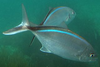 Caranx ruber - Blaurücken-Stachelmakrele